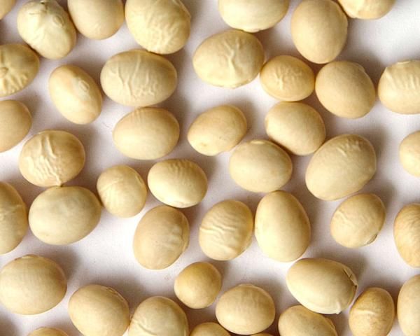 white navy bean.jpg