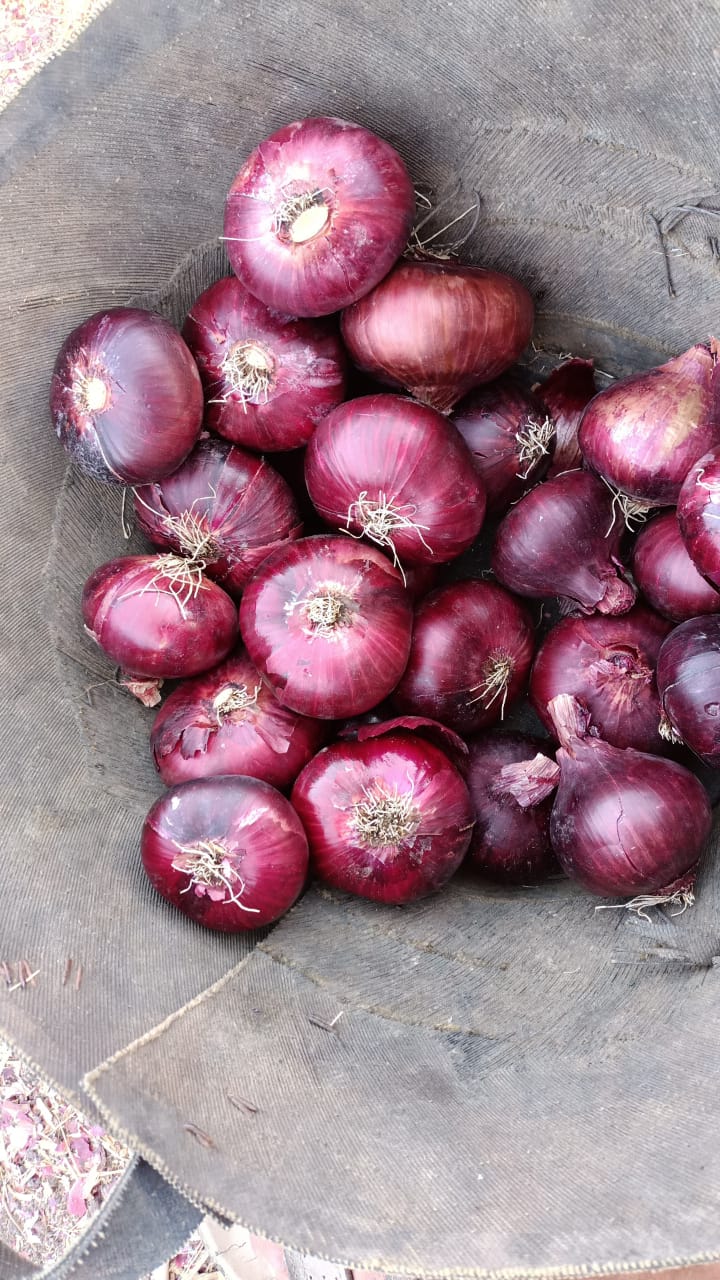 red onions 3.jpeg