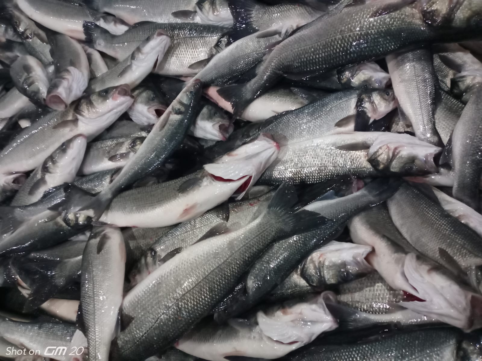 Premium Seabass.jpeg