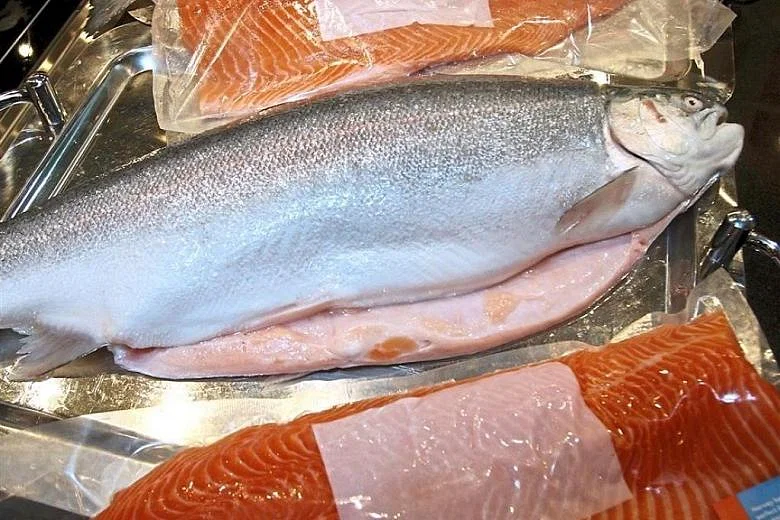 fish3.webp