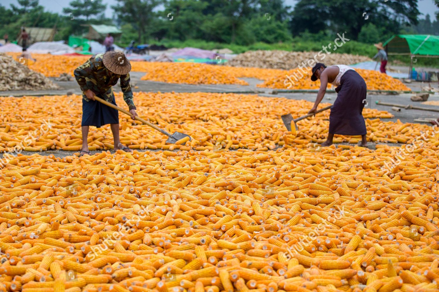 myanmar-corn-harvest-season-in-naypyitaw-shutterstock-editorial-9799845k.jpg