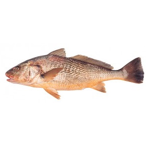 CORVINA.jpg