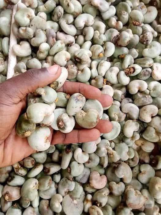 raw cashew nut 111.jpg