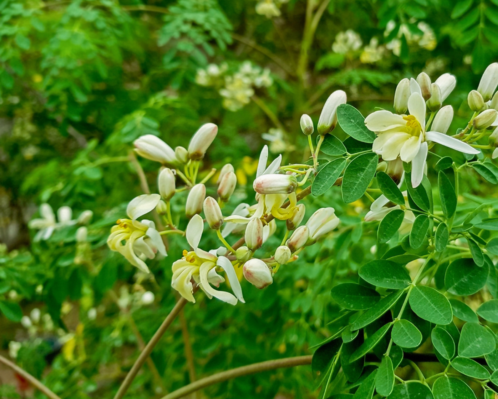 moringa3.jpg