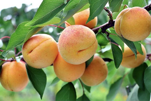 fruits-sura_0004_Apricot-600x400.jpg