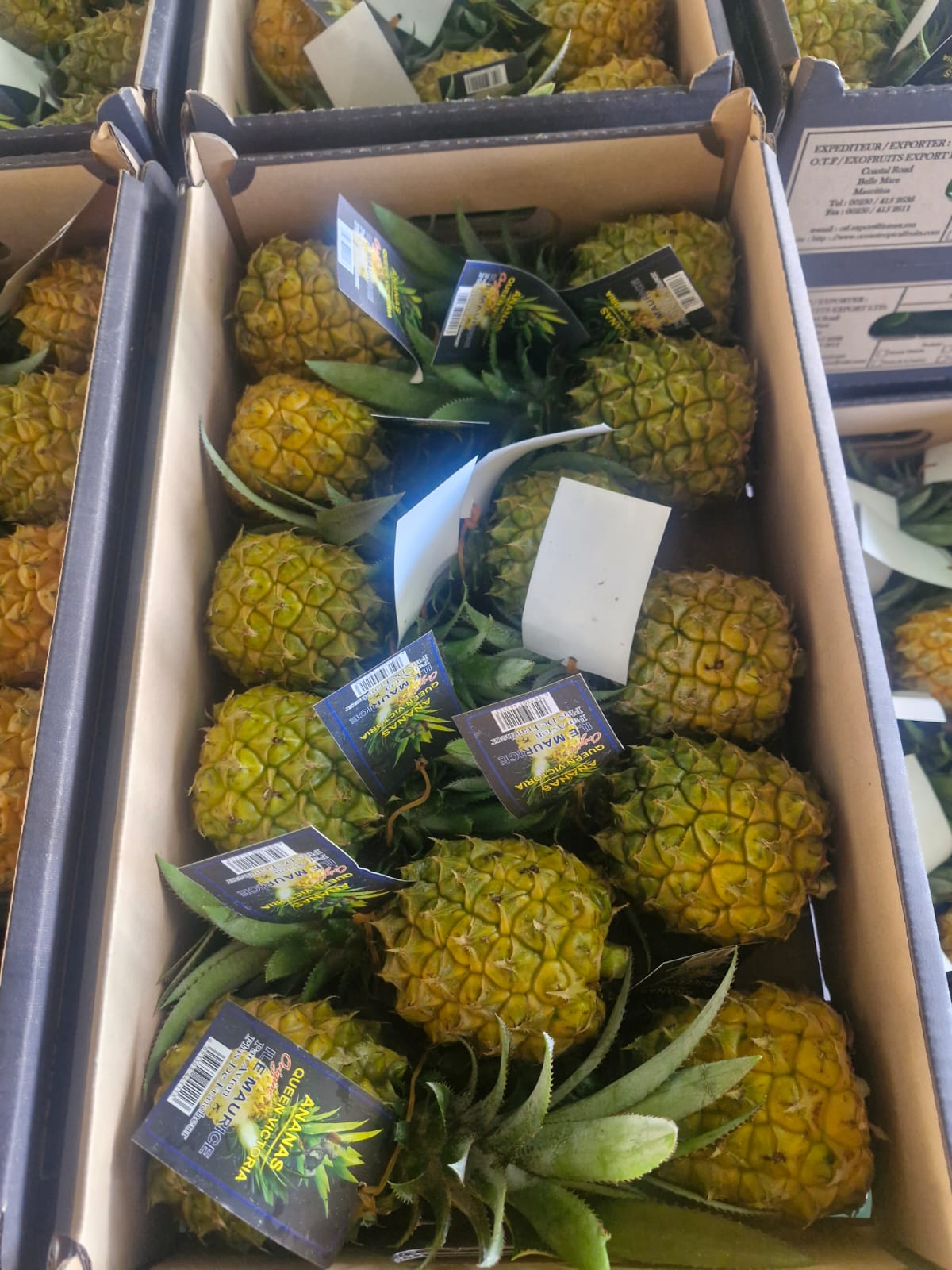 Ananas Victoria#Kodra-Export 1.JPG