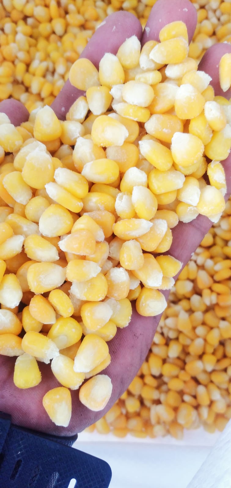 corn .jpg