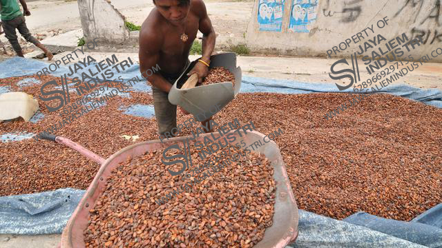 foto biji coklat Jaya Saliem Industri 3.jpg