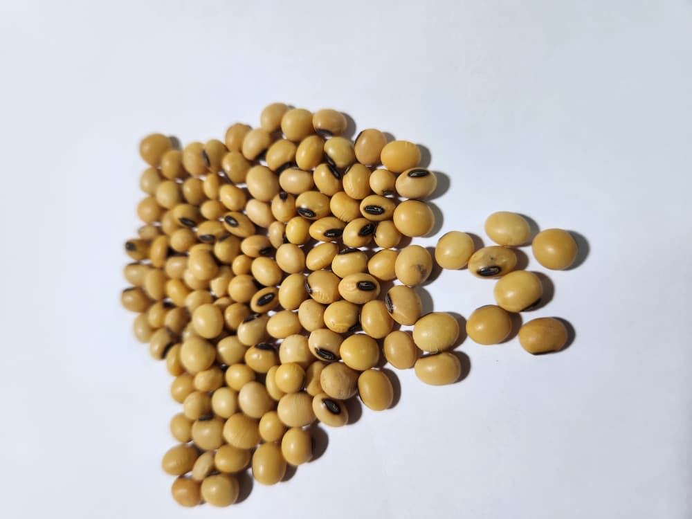 soybean 3.jpg