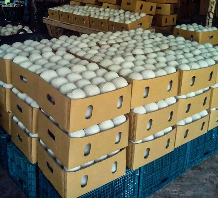 40 pcs.jpeg