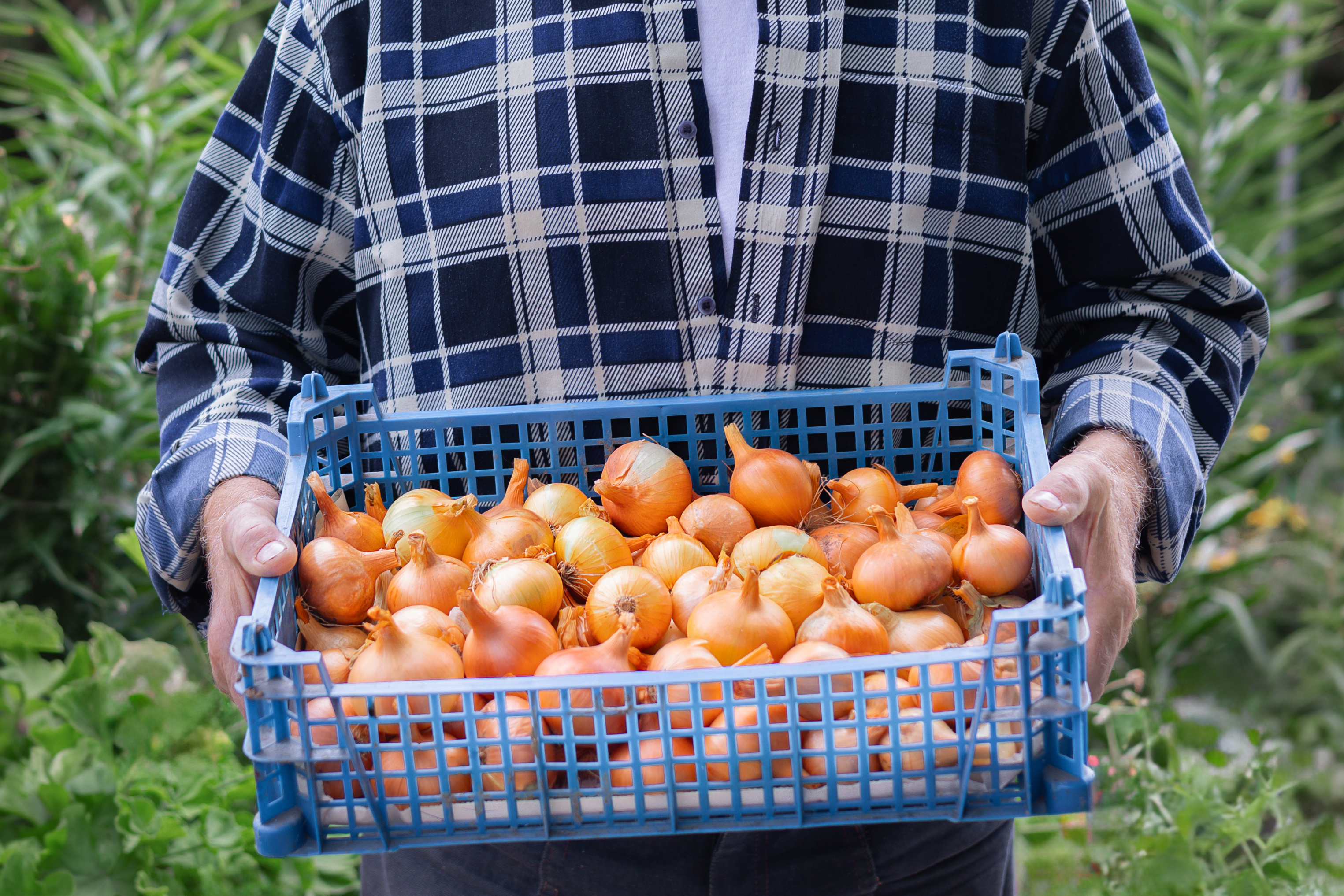 proud-grower-with-harvested-onions-2024-01-19-18-55-37-utc.jpg