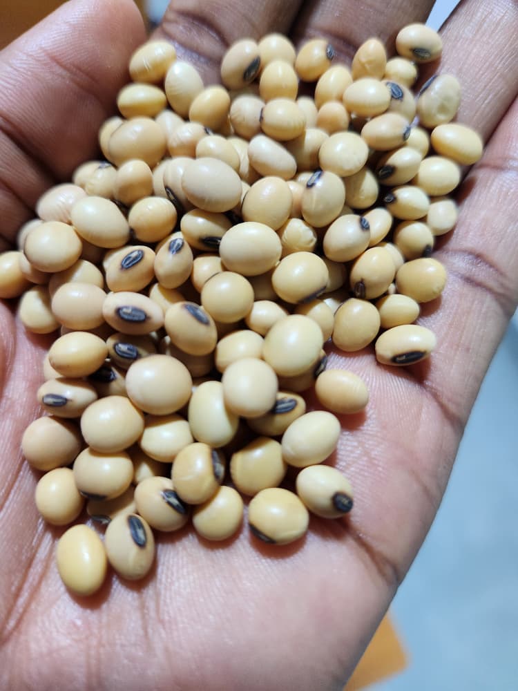 soybean 2.jpg