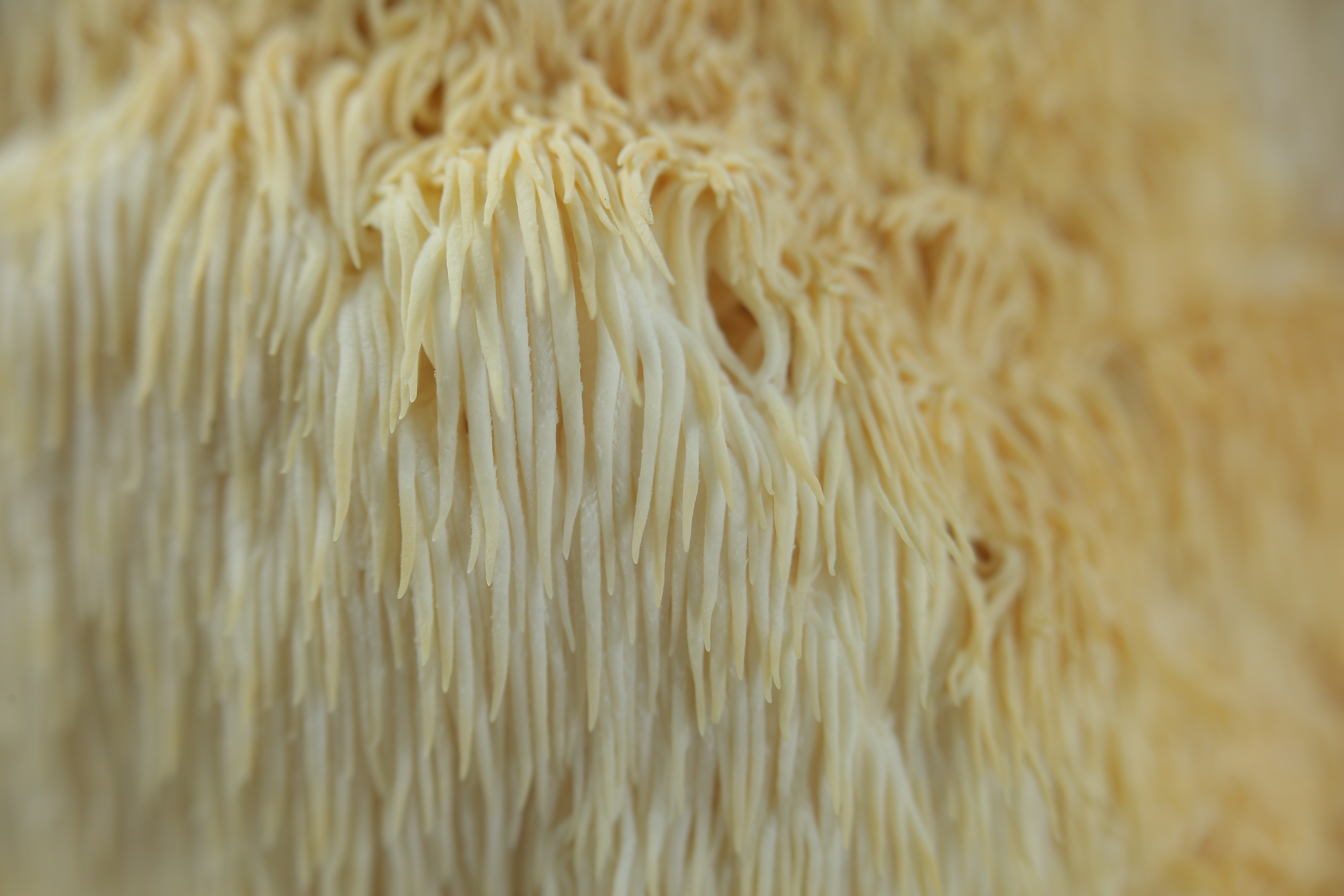 FL1A5662.jpg