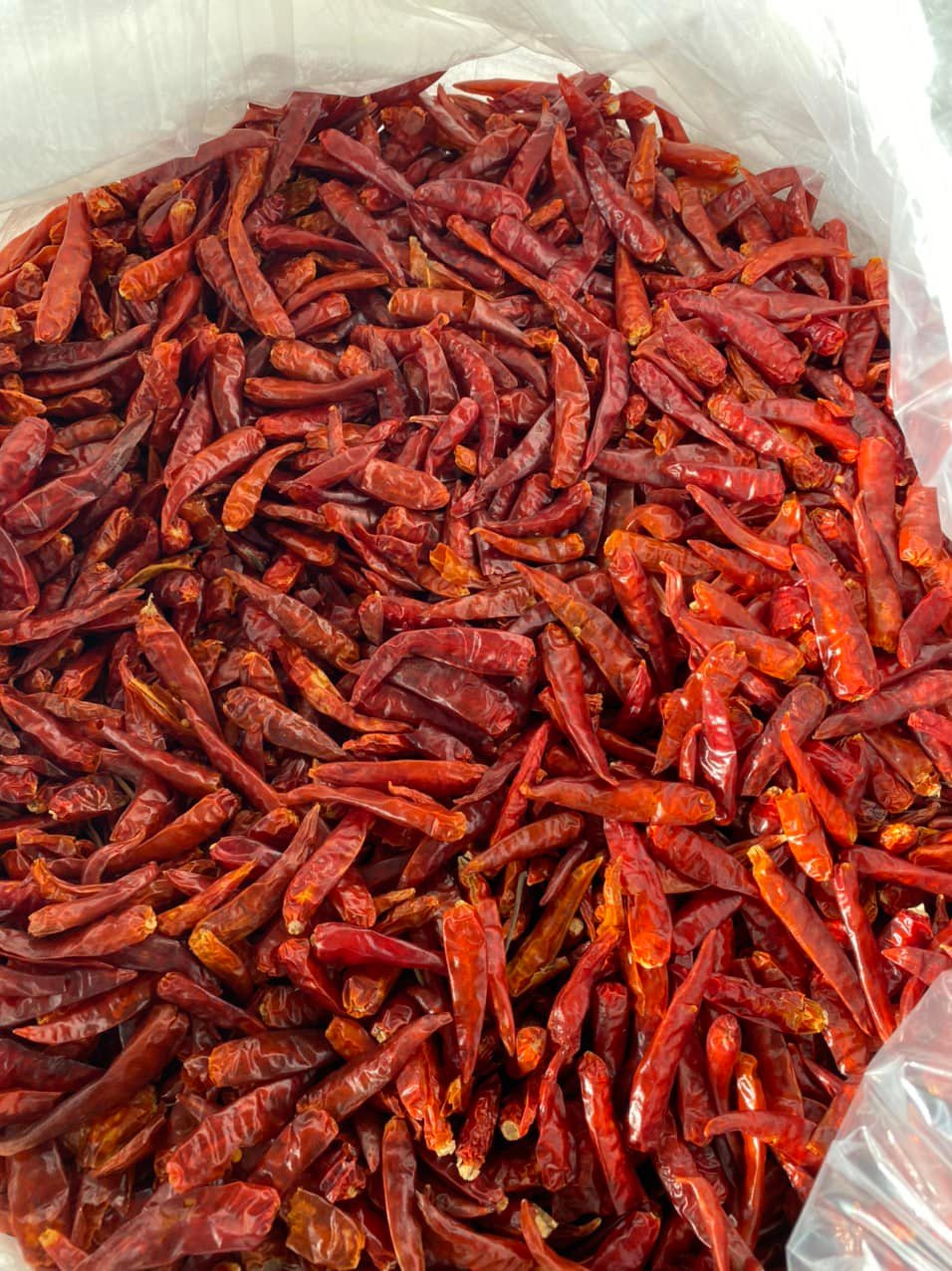 dried chili.jpg