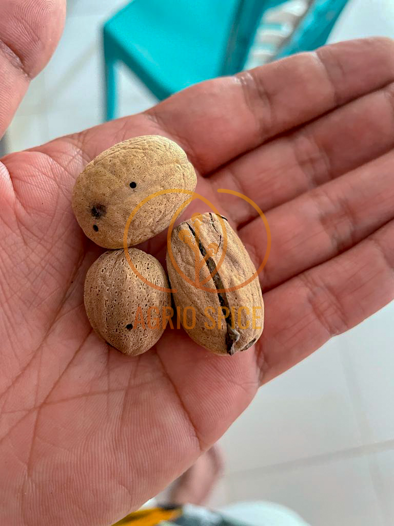 Nutmeg BWP.jpg