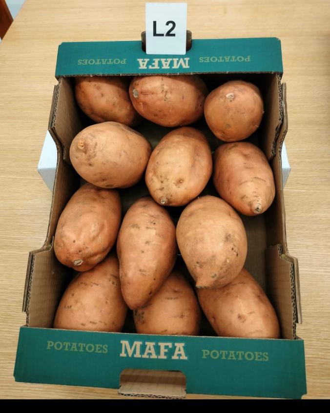 Patate douce Egypte#kodra-export 4.jpeg