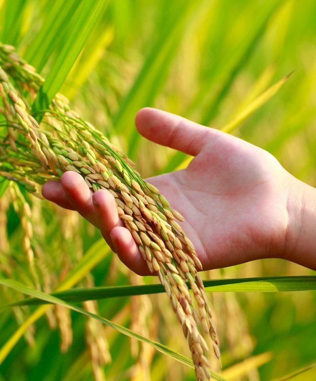 Benefits-of-Organic-Rice-Over-Conventional-Rice.jpg