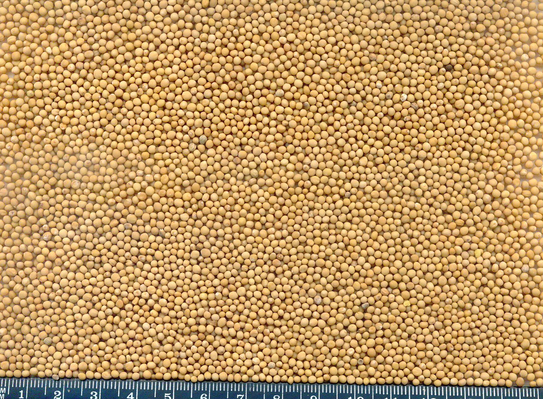 yellow 2017-99-9.JPG