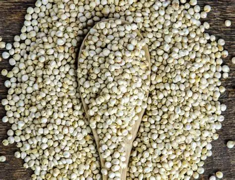 white sorghum 2.webp