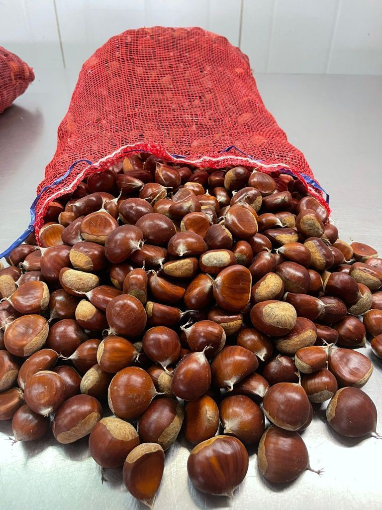 Castanha Hibrida Marisol.jpg