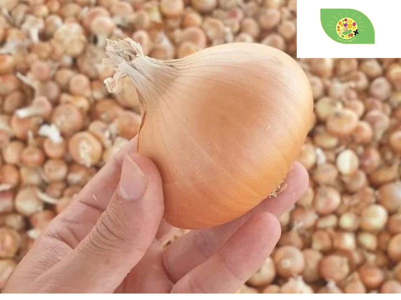 fresh onion (6).png