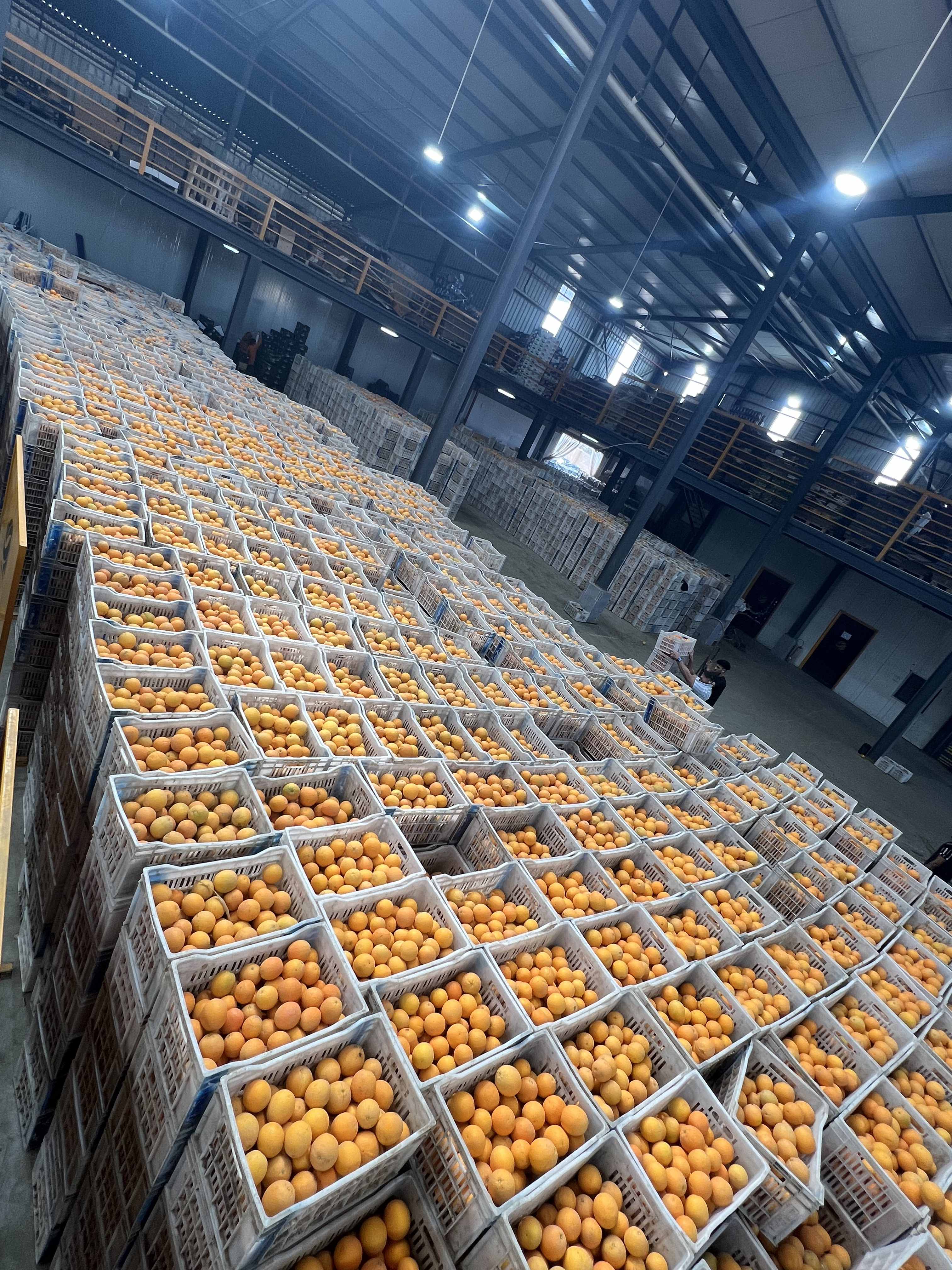 PEI Trade Oranges V (7).jpeg