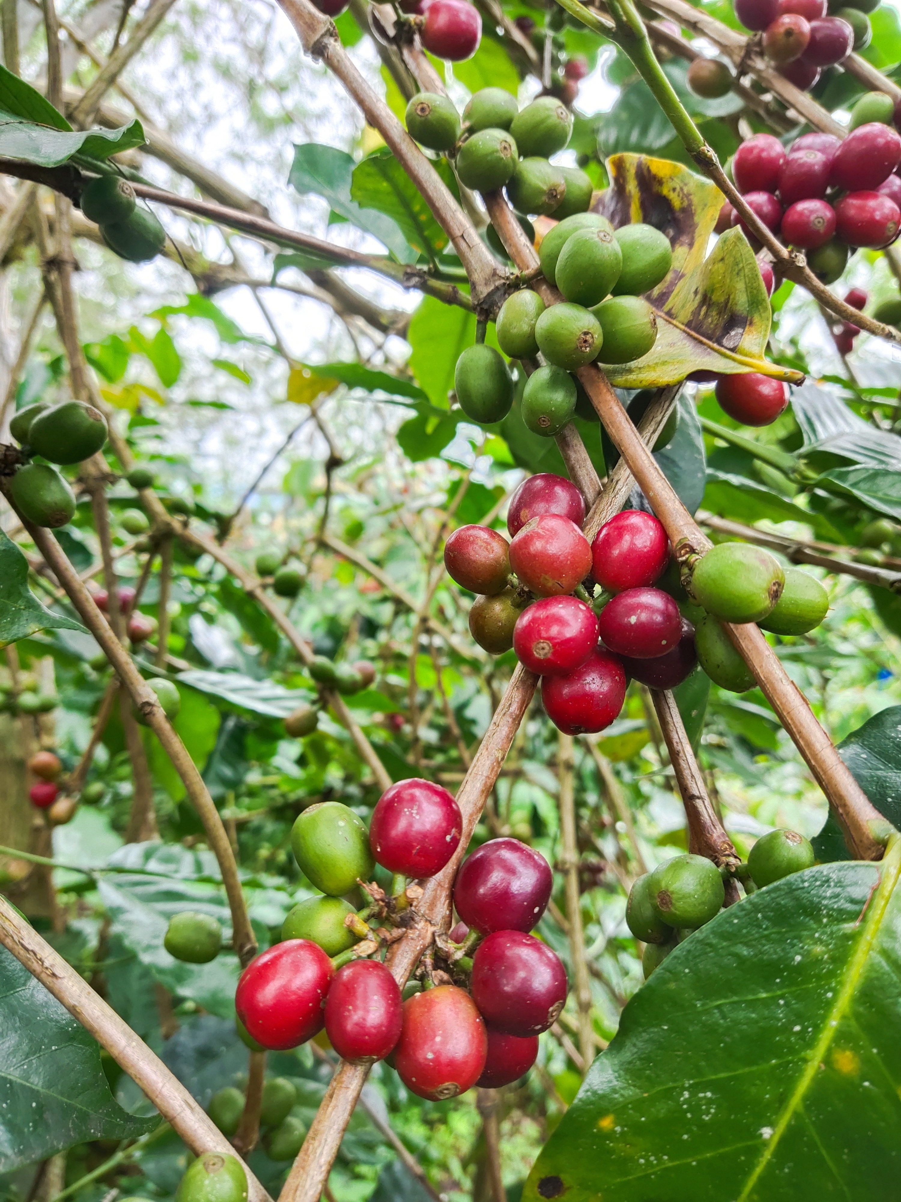 COFFEE 7.jpg