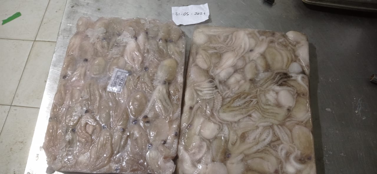 Baby Octopus_50-100_Block Frozen_2.jpeg