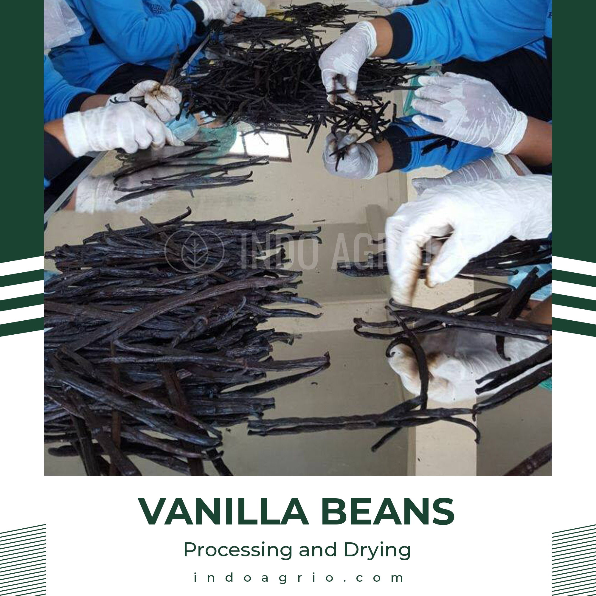 vanilla-beans-indonesia-processing-and-drying-2.jpg
