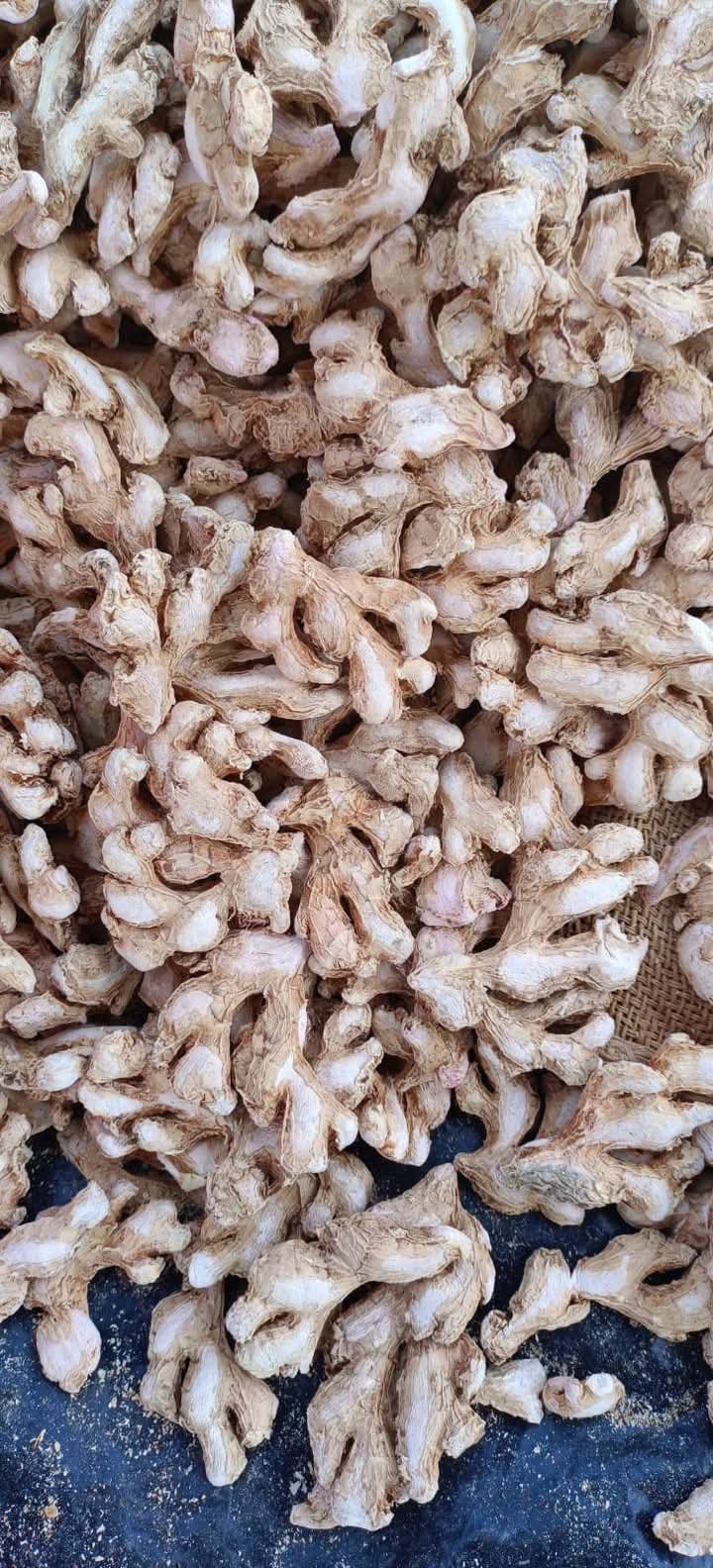 dry ginger 7.jpg