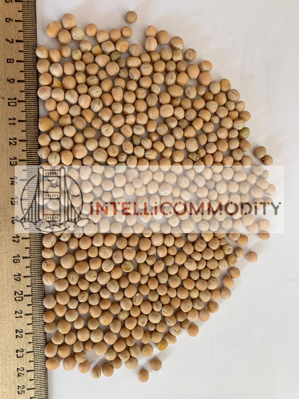 PEAS CN01NVE-PUGA02.jpg