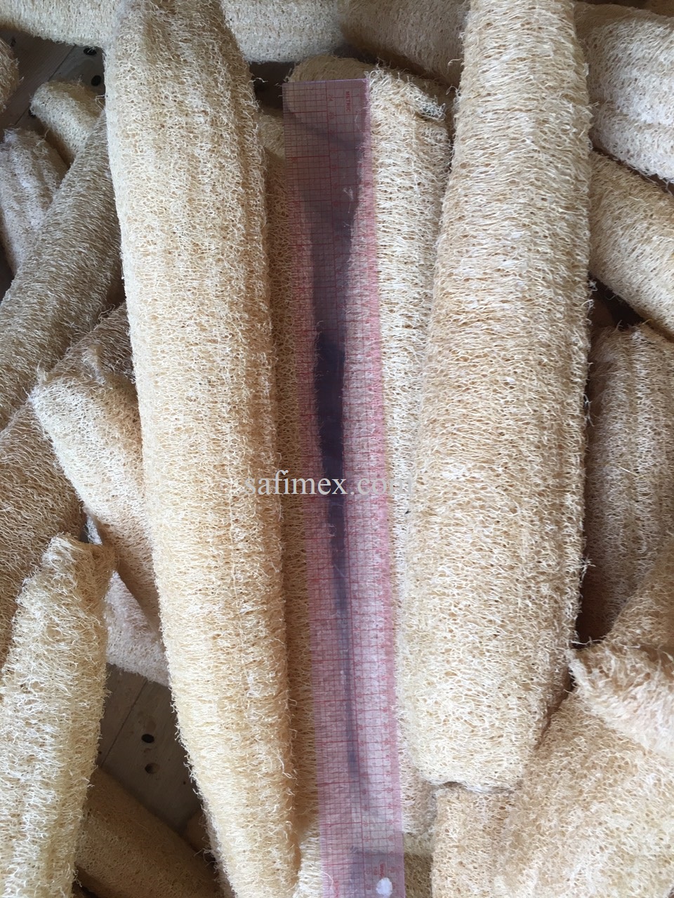 big loofah1.jpg