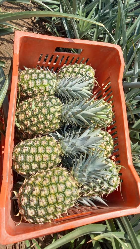 Ananas_MD2_CI_#kodra-export_7.JPG