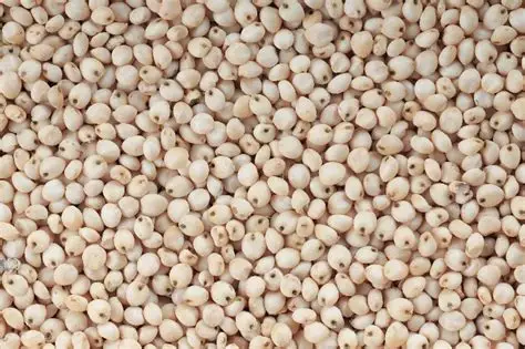 white sorghum.webp