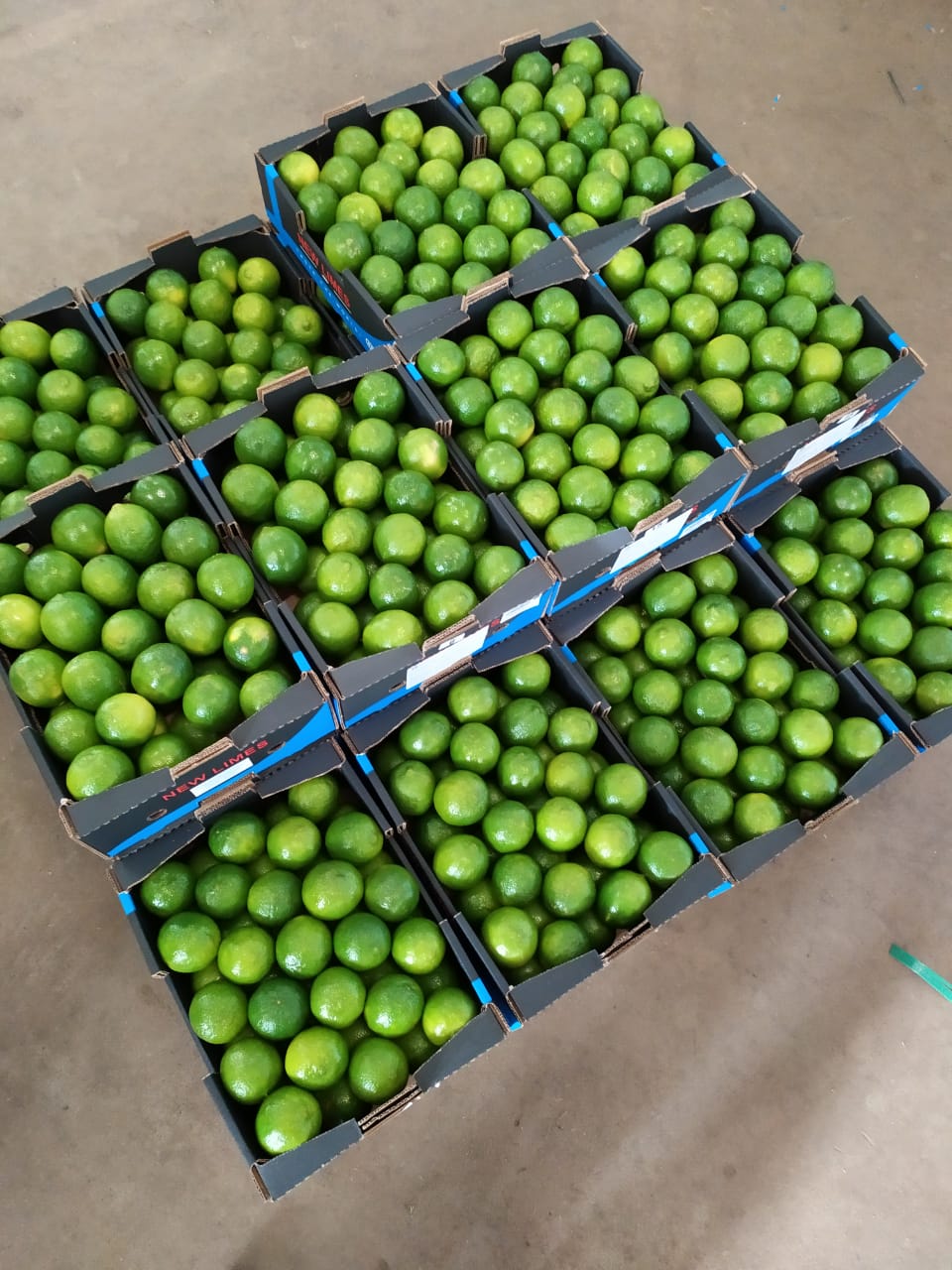 Limes 4.jpeg