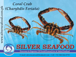 Coral-Crab-1.jpg-nggid03186-ngg0dyn-300x220x100-00f0w010c010r110f110r010t010.jpg