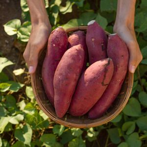 Egypt_-_Fresh_Sweet_Potato.jpg