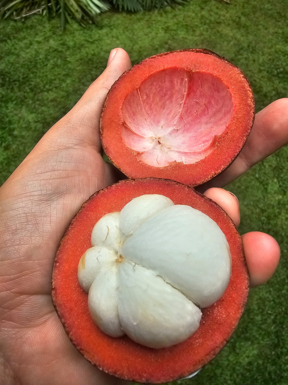 Mangosteen Sagara Rimba Altura - 3.jpeg