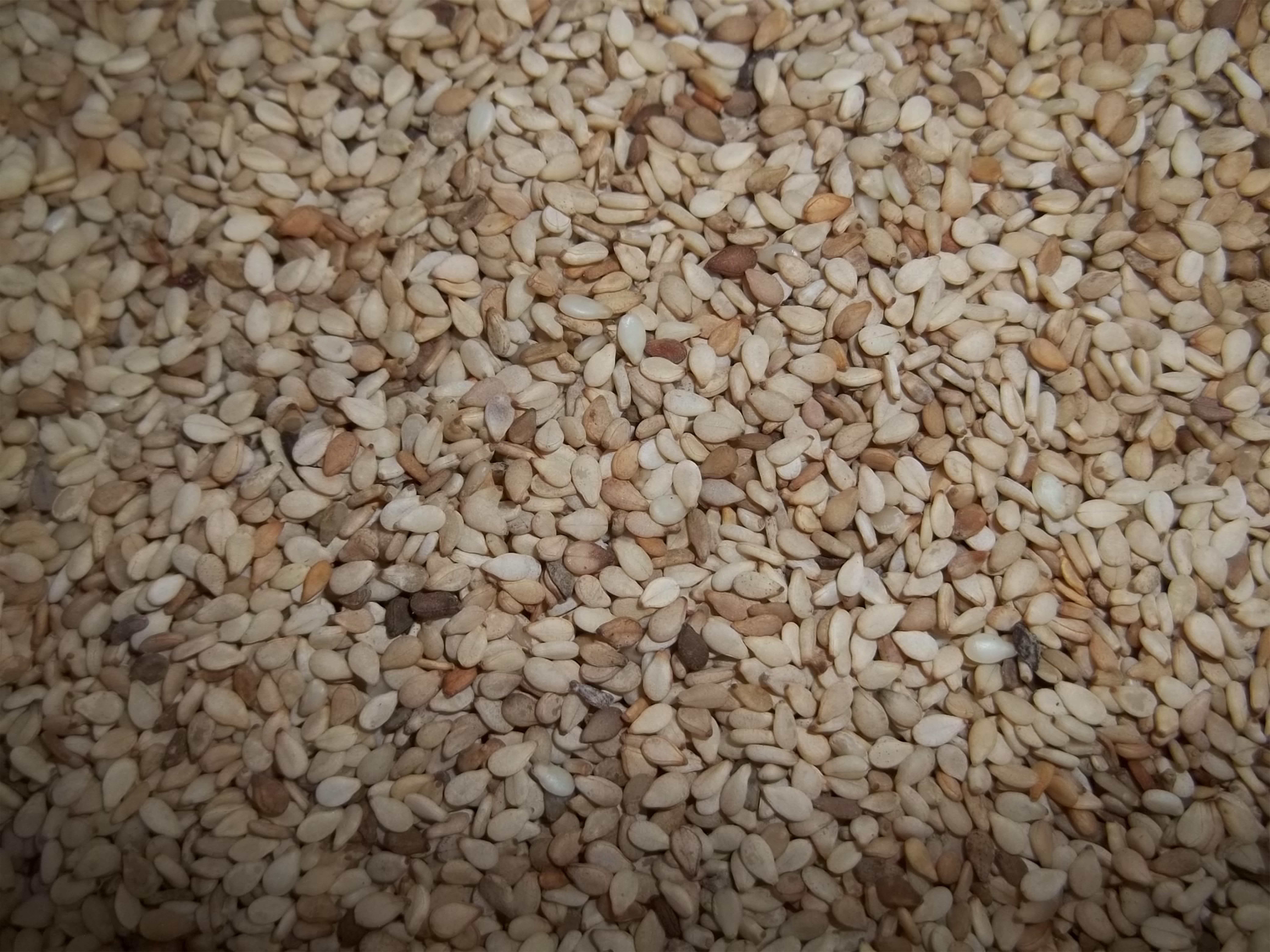 sesame s gagarii.jpg