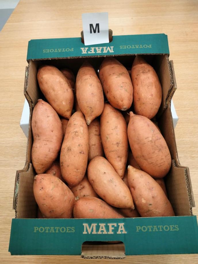 Patate douce Egypte#kodra-export 2.jpeg