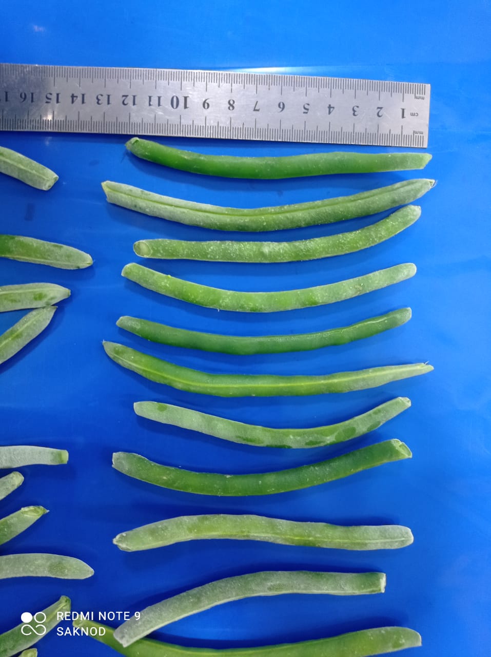 Whole green beans  (10).jpeg