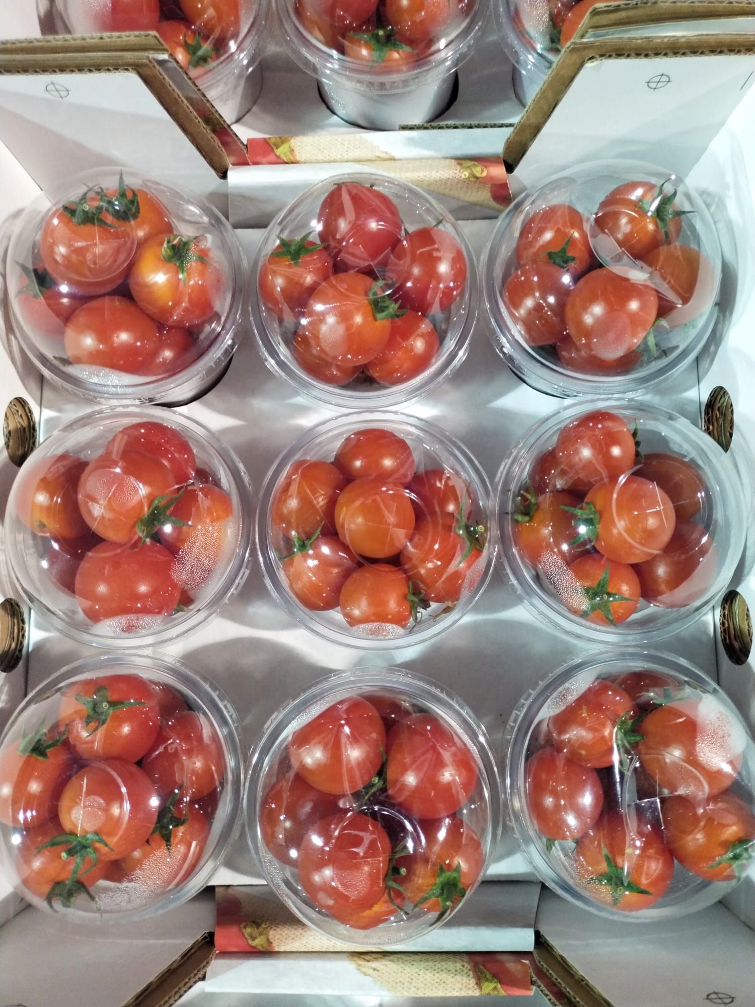 Tomato 4.jpeg