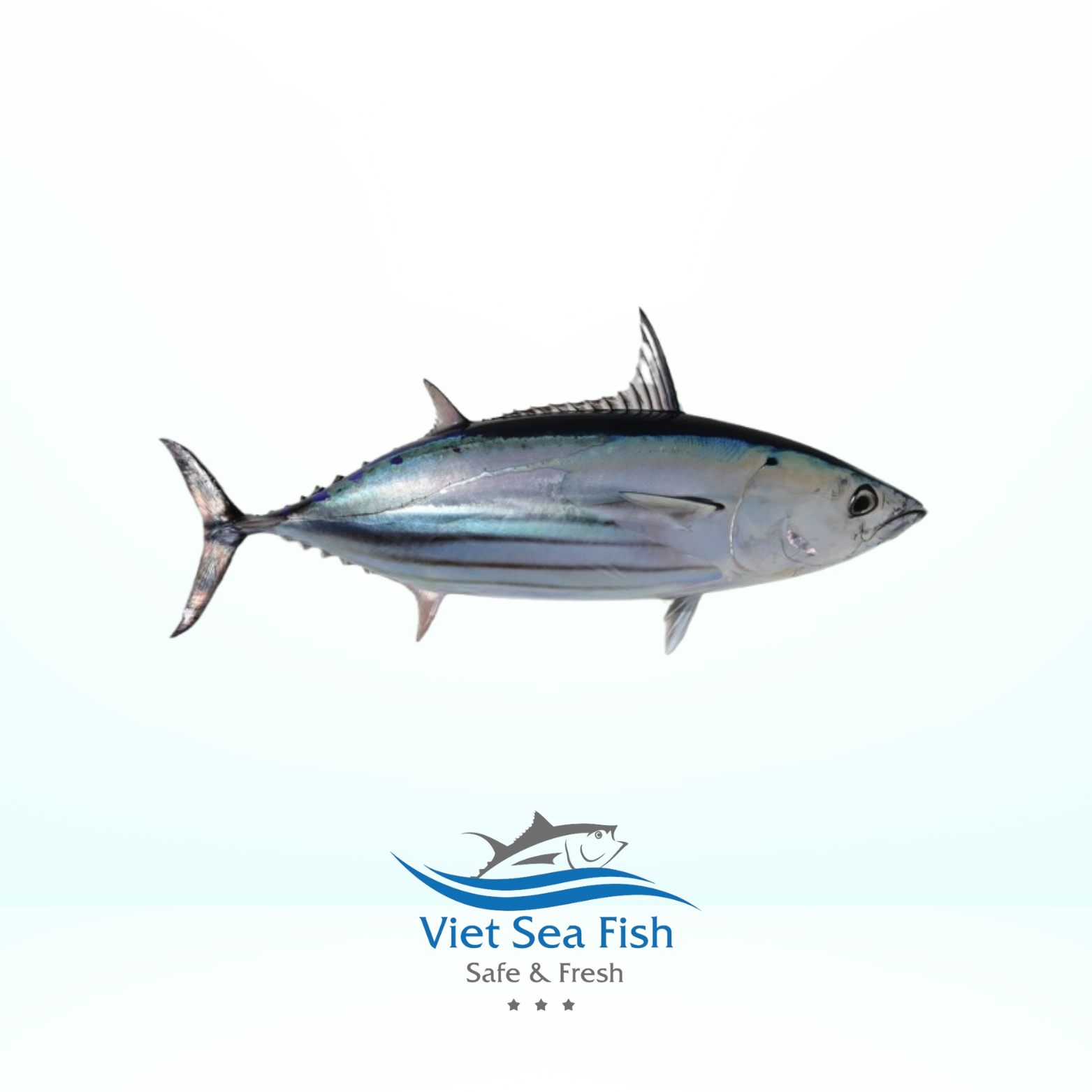 Skipjack Tuna.png