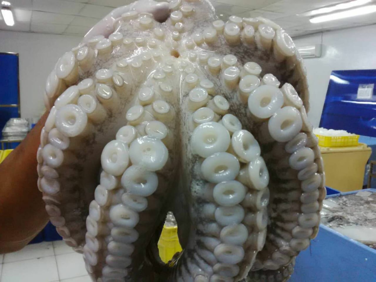 Octopus Ball_Thawed.jpg