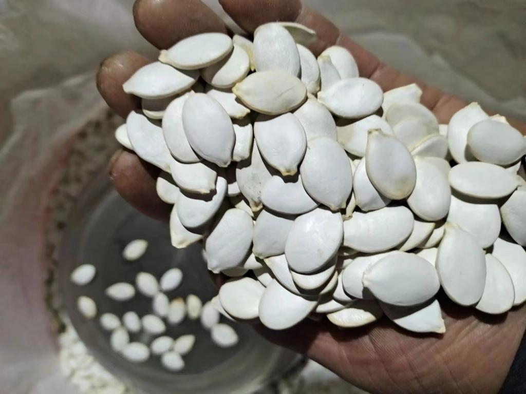 PUMPKIN SEEDS (4).jpeg