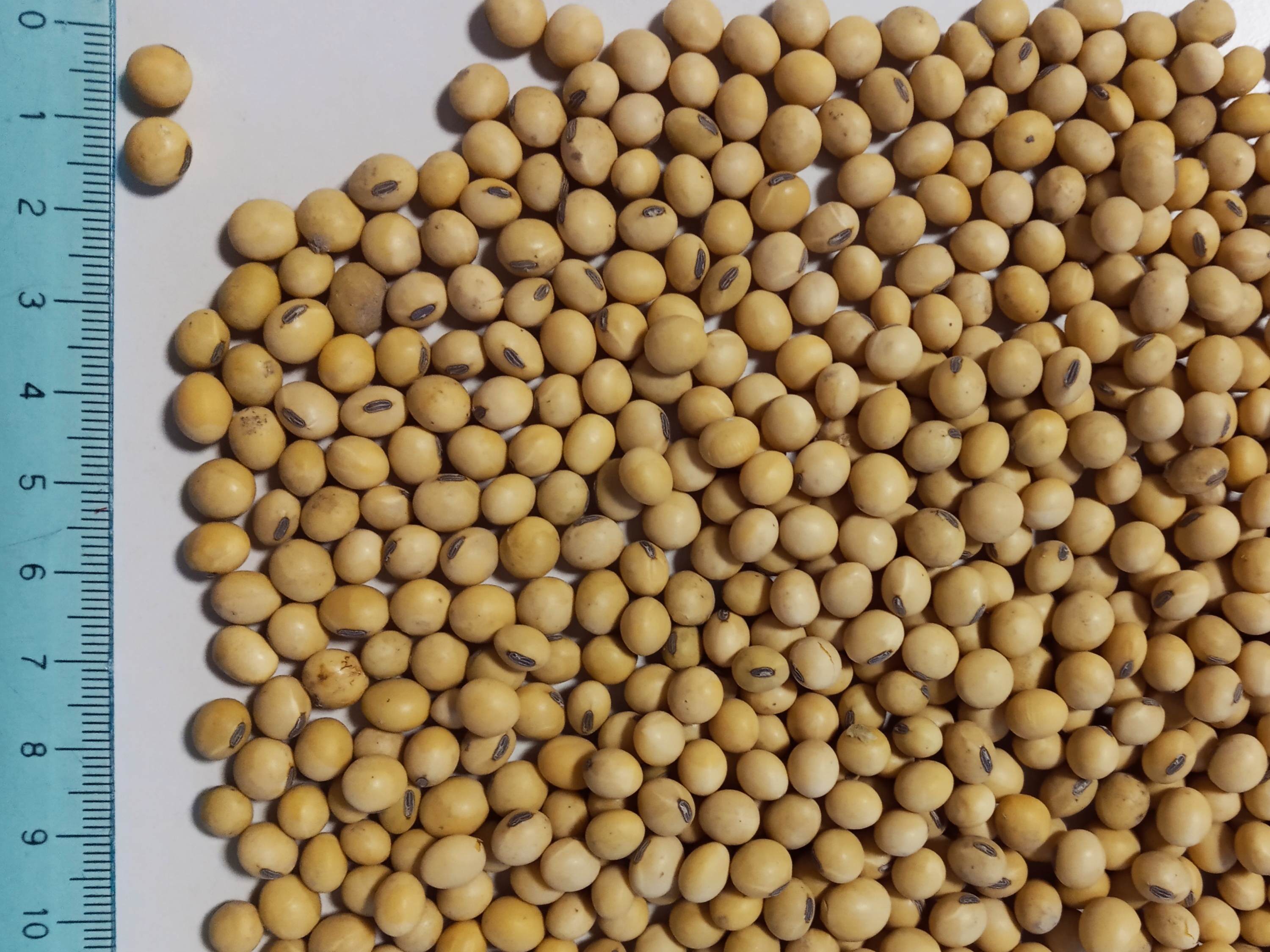 soybean 2.jpg