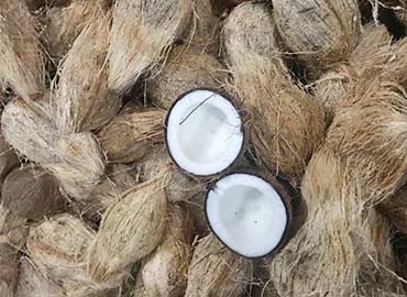 coconut2.jpg