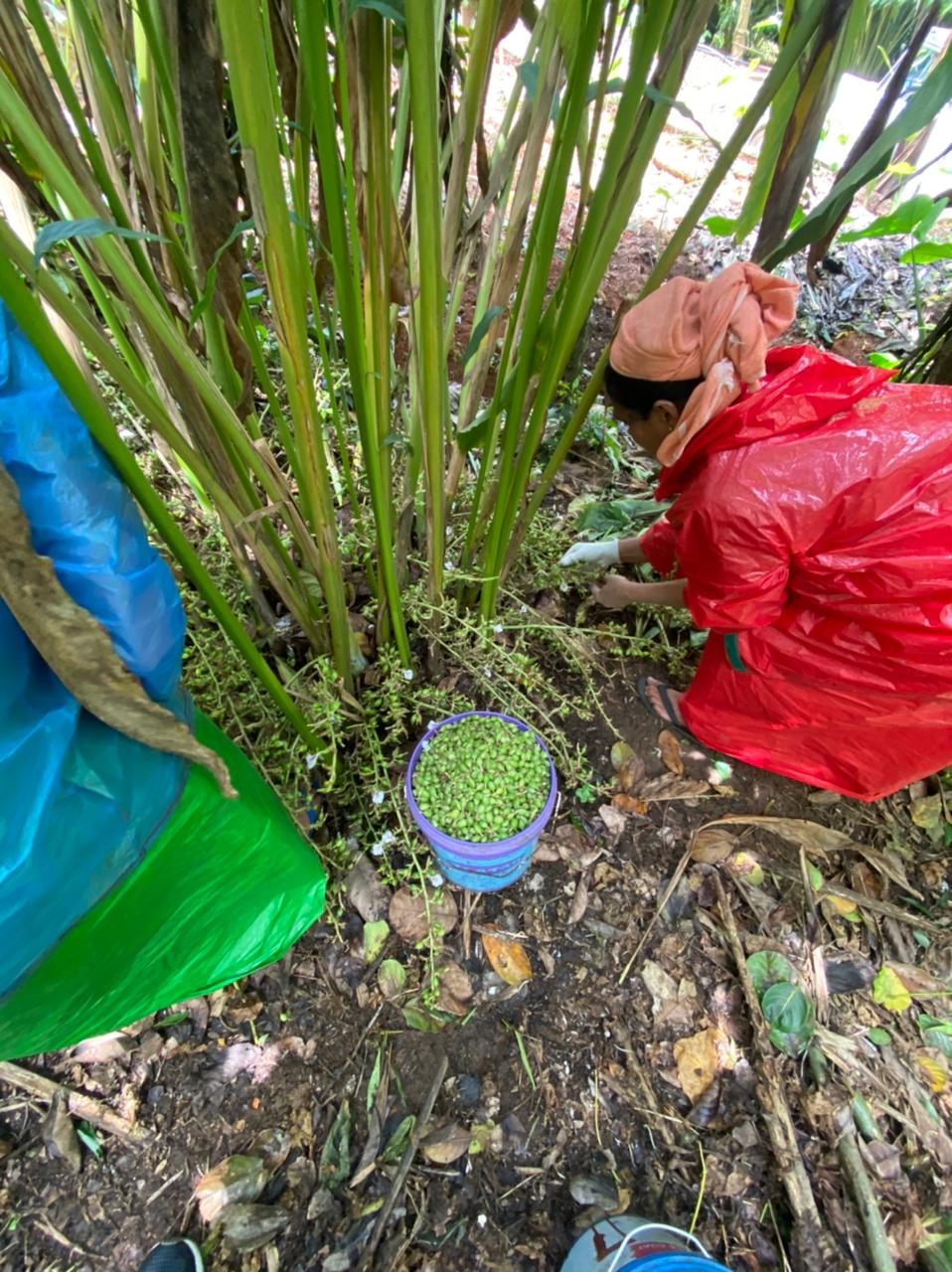 Field Harvesting.jpg