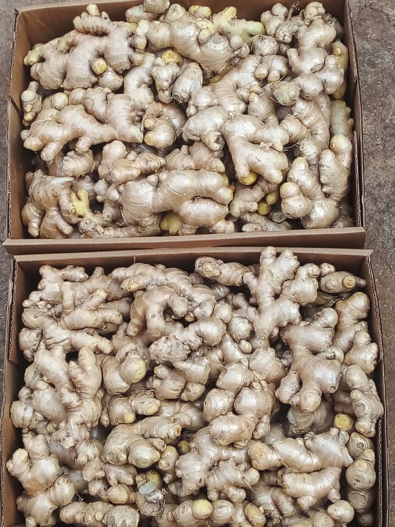 Ginger_Uganda_Habco#Kodra-Export_5.JPG