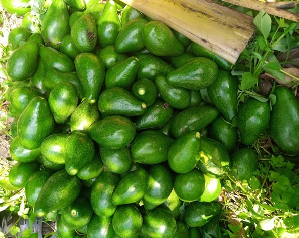 Avocado_GPH_2.jpg